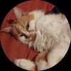 banjo_cat
